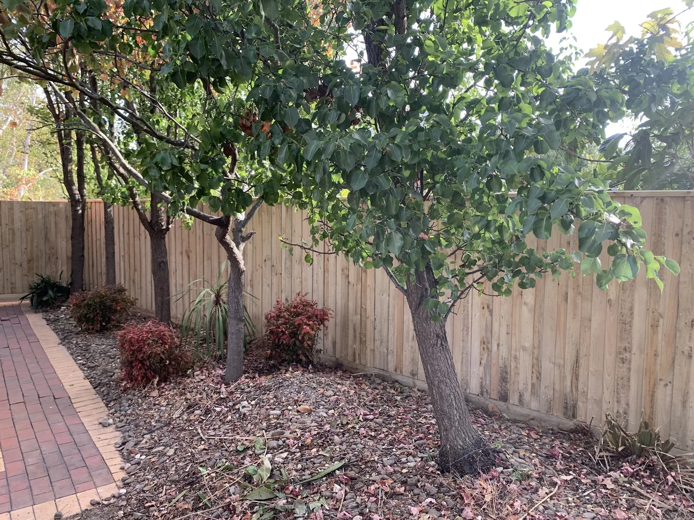 A new treated pine paling fence built by JFK Fencing along a garden bed with trees