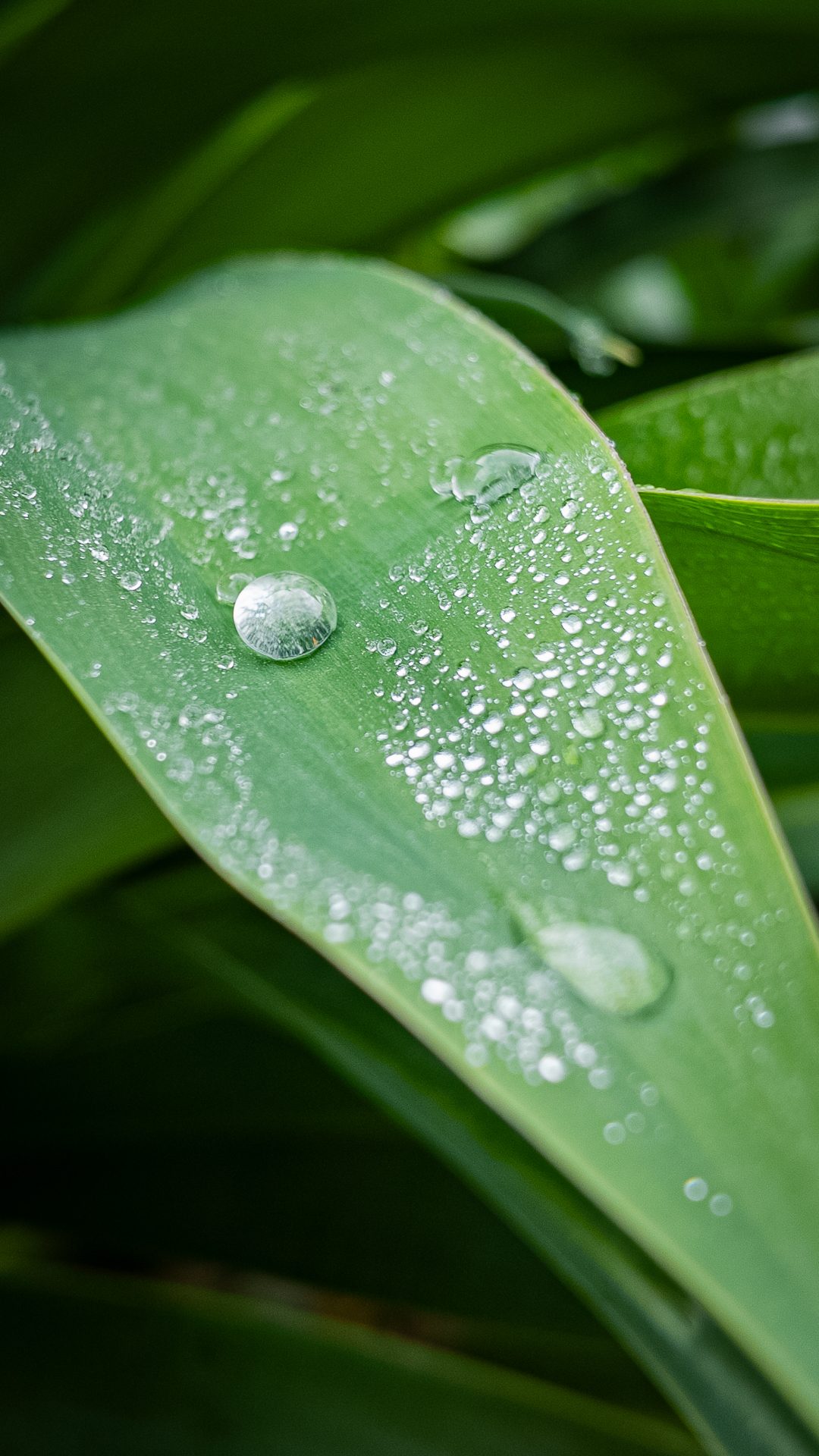 Leaf detail with water droplets