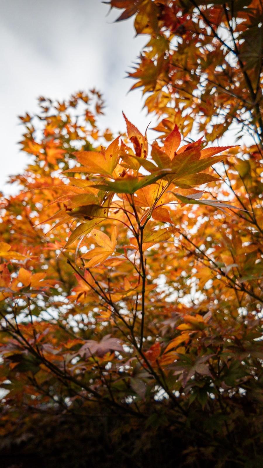 Japanese maple in full orange autumn colour