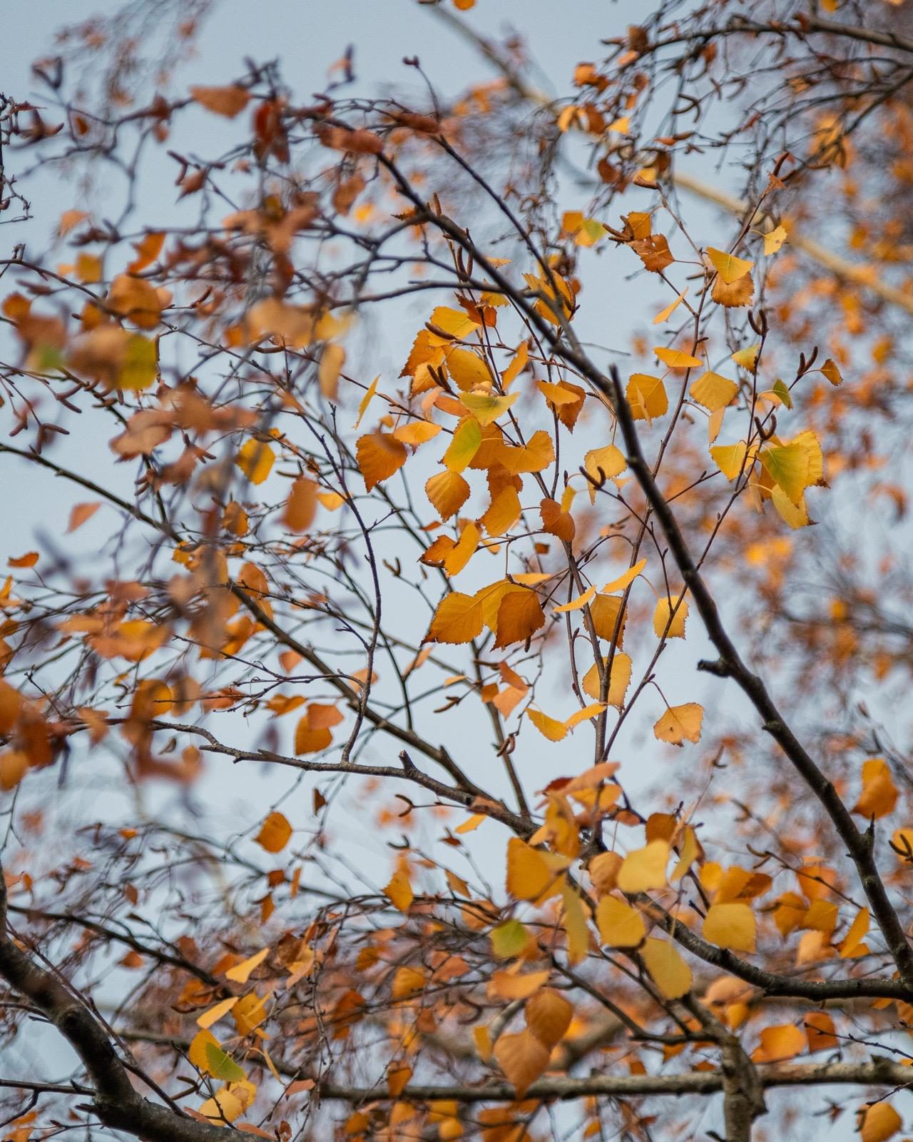 Golden autumn leaves against a clear sky