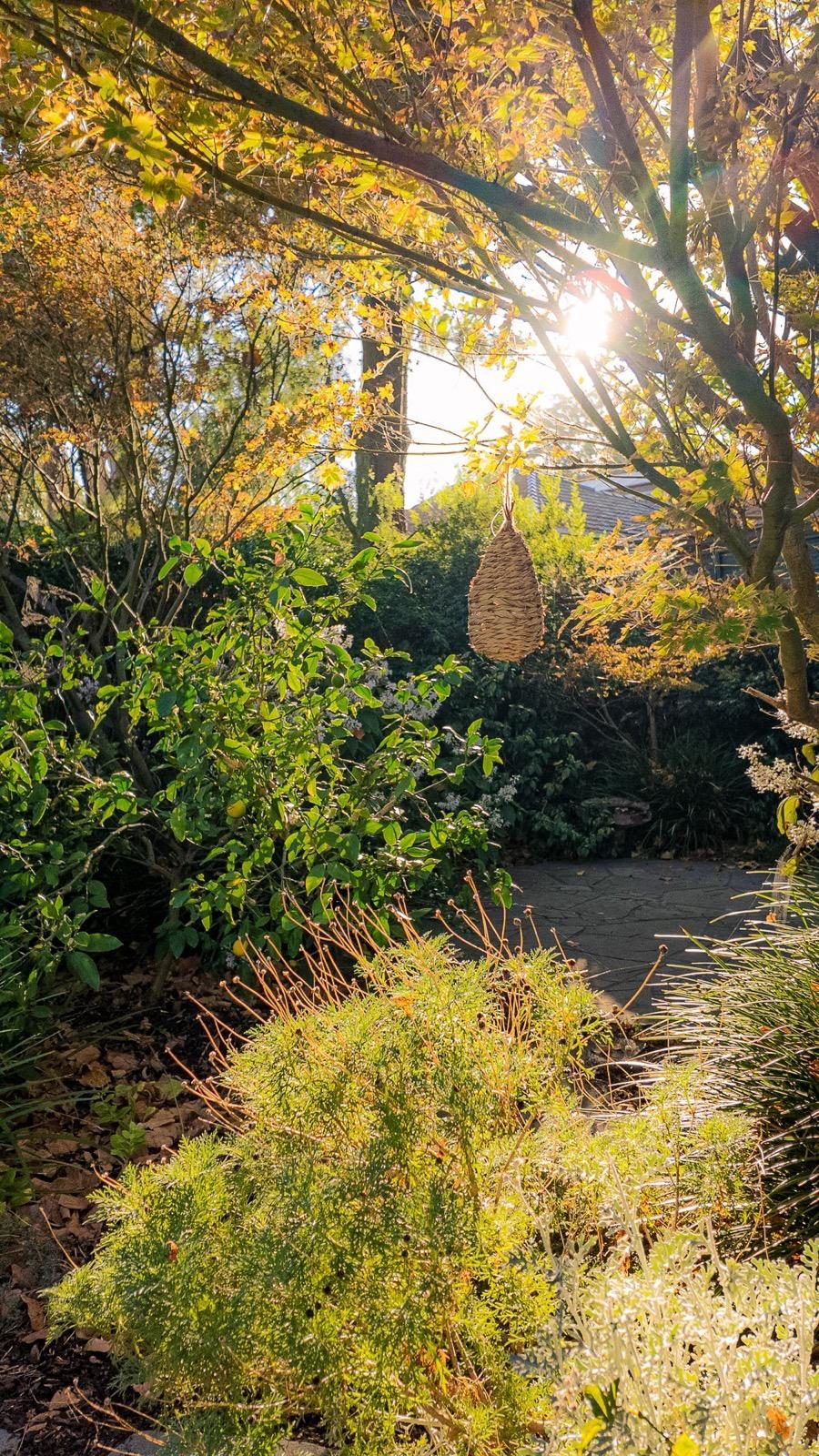 Autumn colour and layered planting in an Eden garden at golden hour