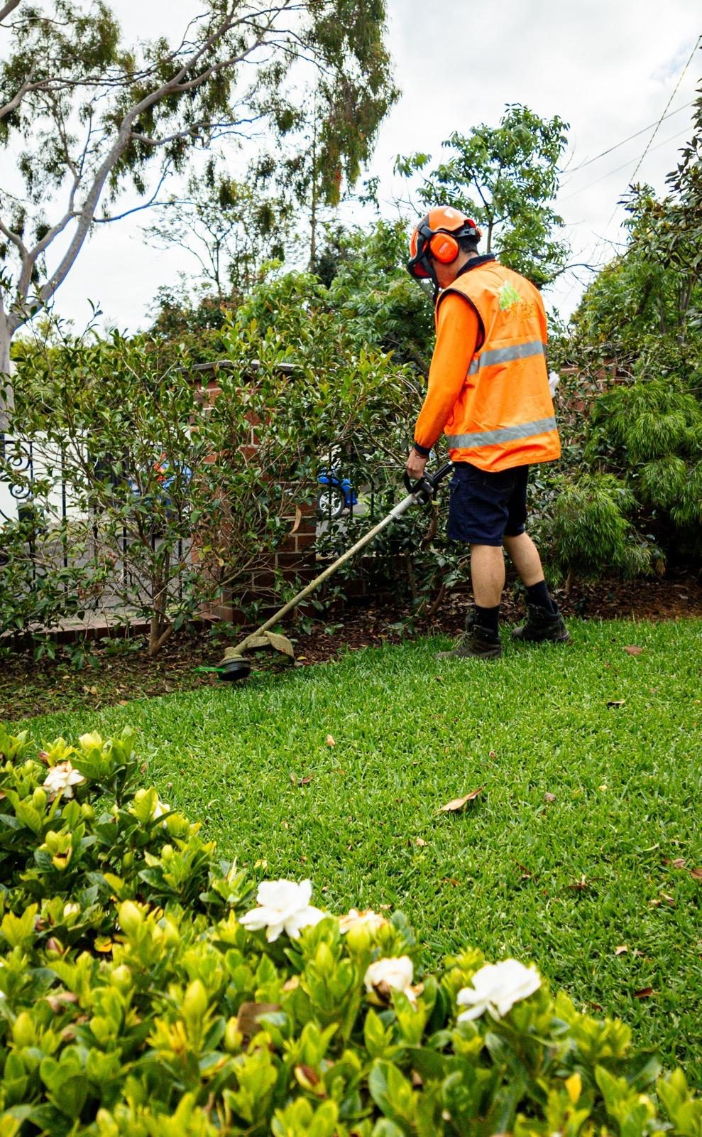 Eden gardener in hi-vis line-trimming the lawn edge beside flowering garden beds