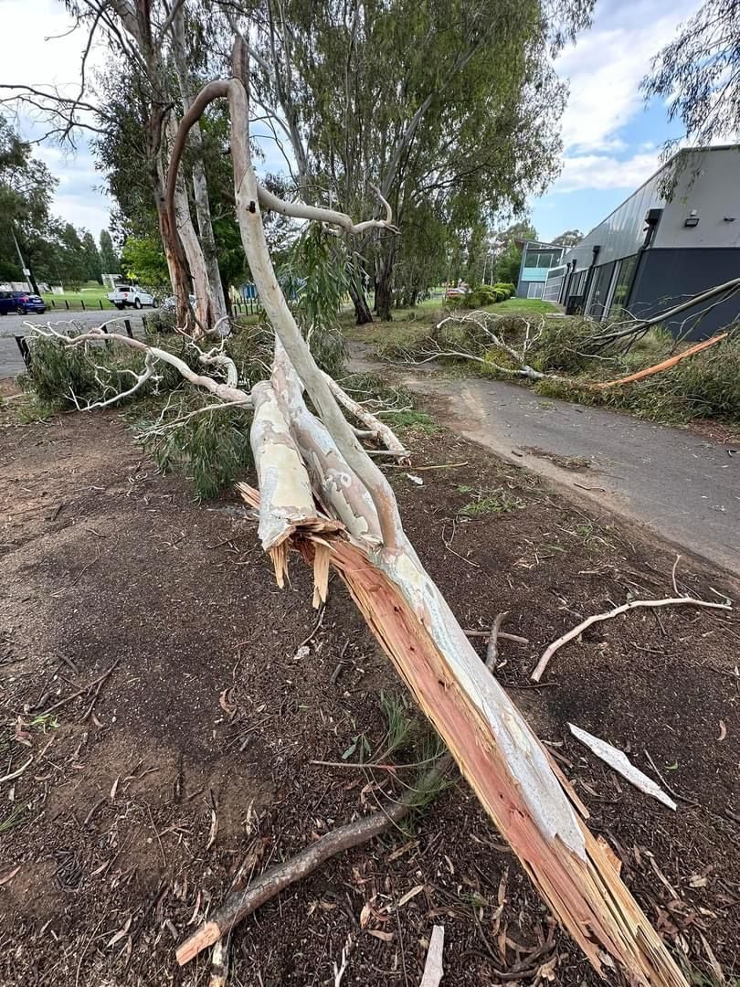 Storm-fallen gum tree split across a footpath awaiting emergency clearing
