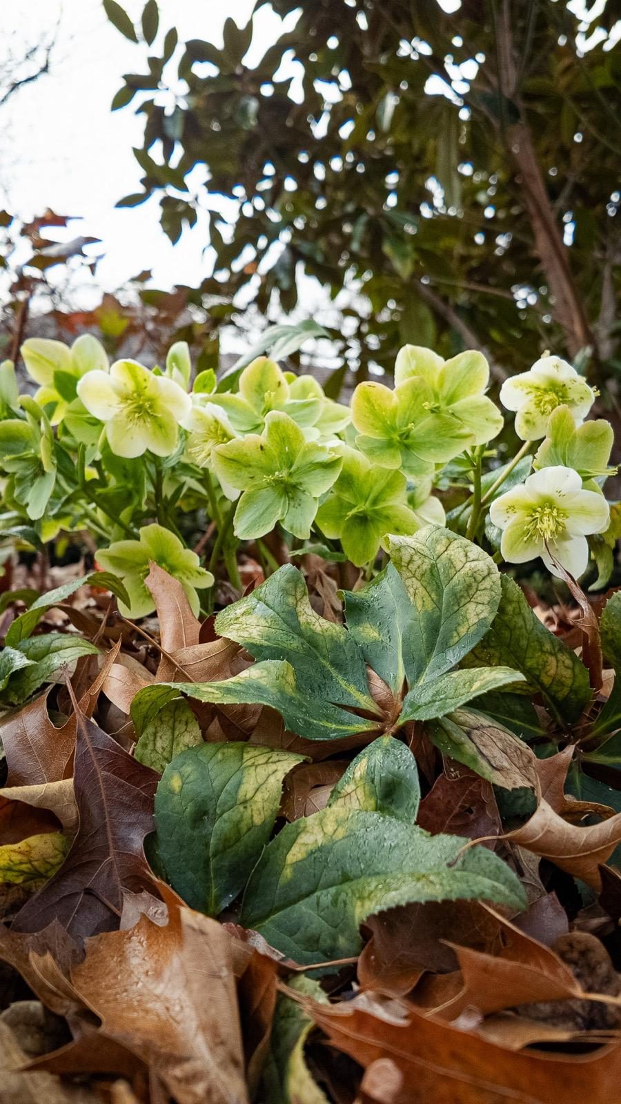 Hellebores flowering through autumn leaf litter