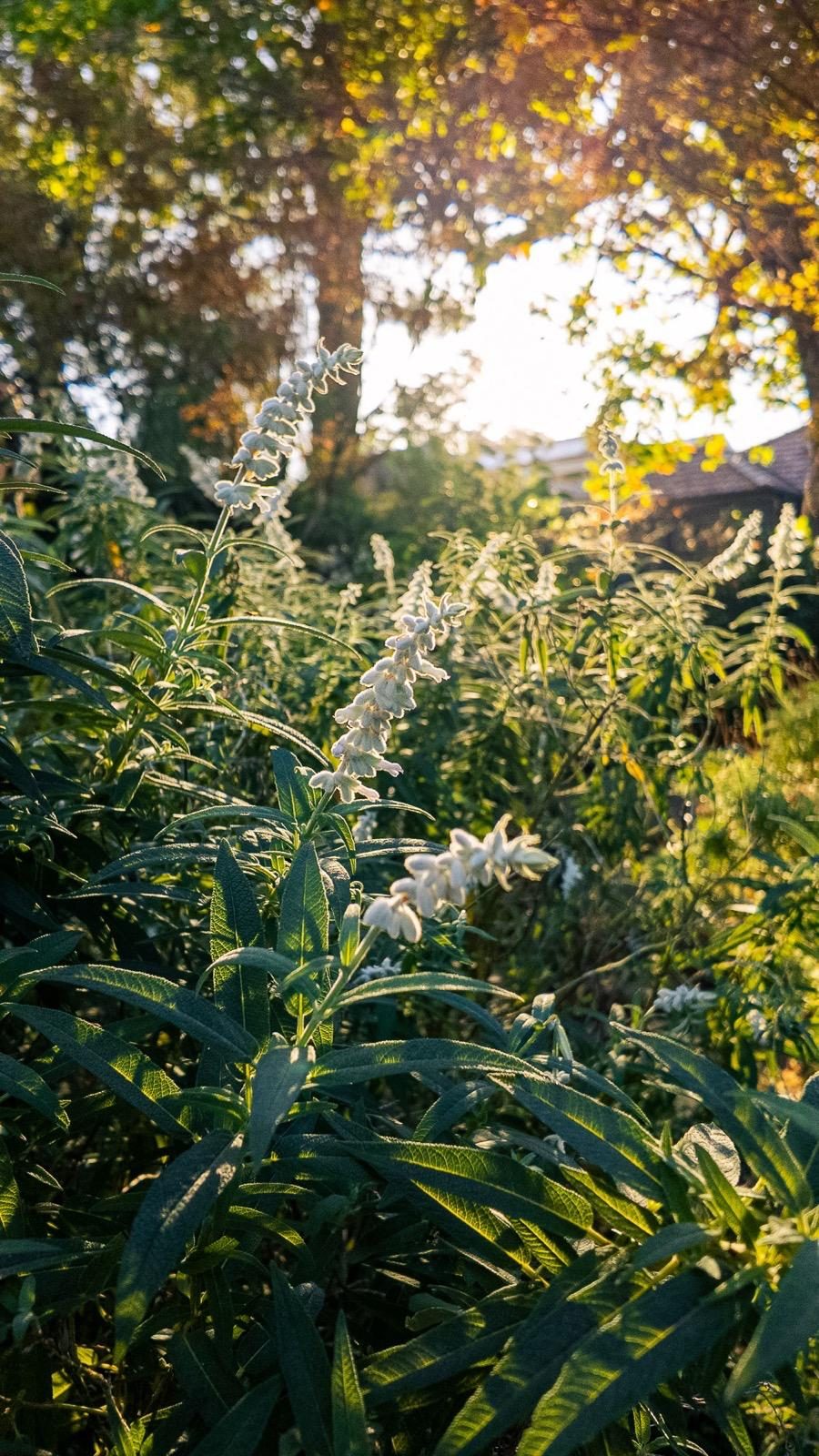 Flowering salvia spires catching afternoon light in an established garden