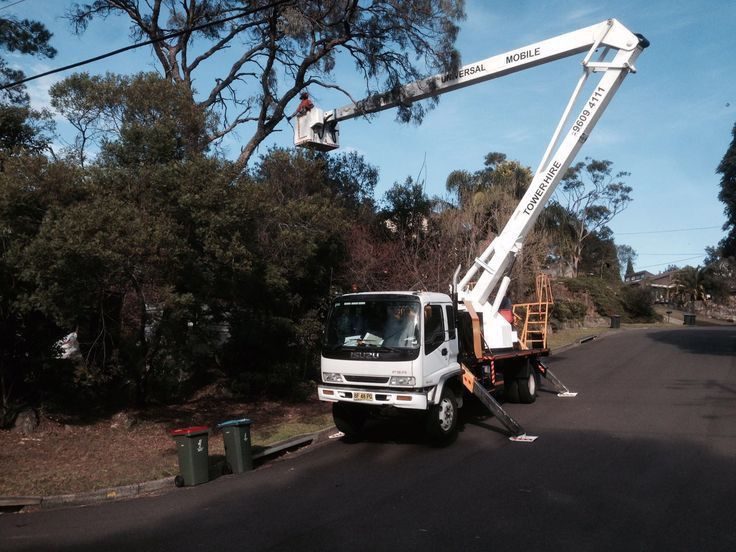 Cherry picker truck extended into a street tree for pruning work