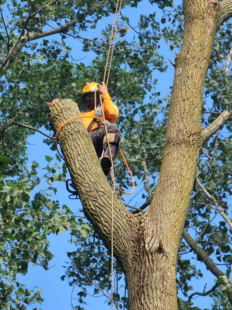 Climbing arborist roped into the fork of a tall tree