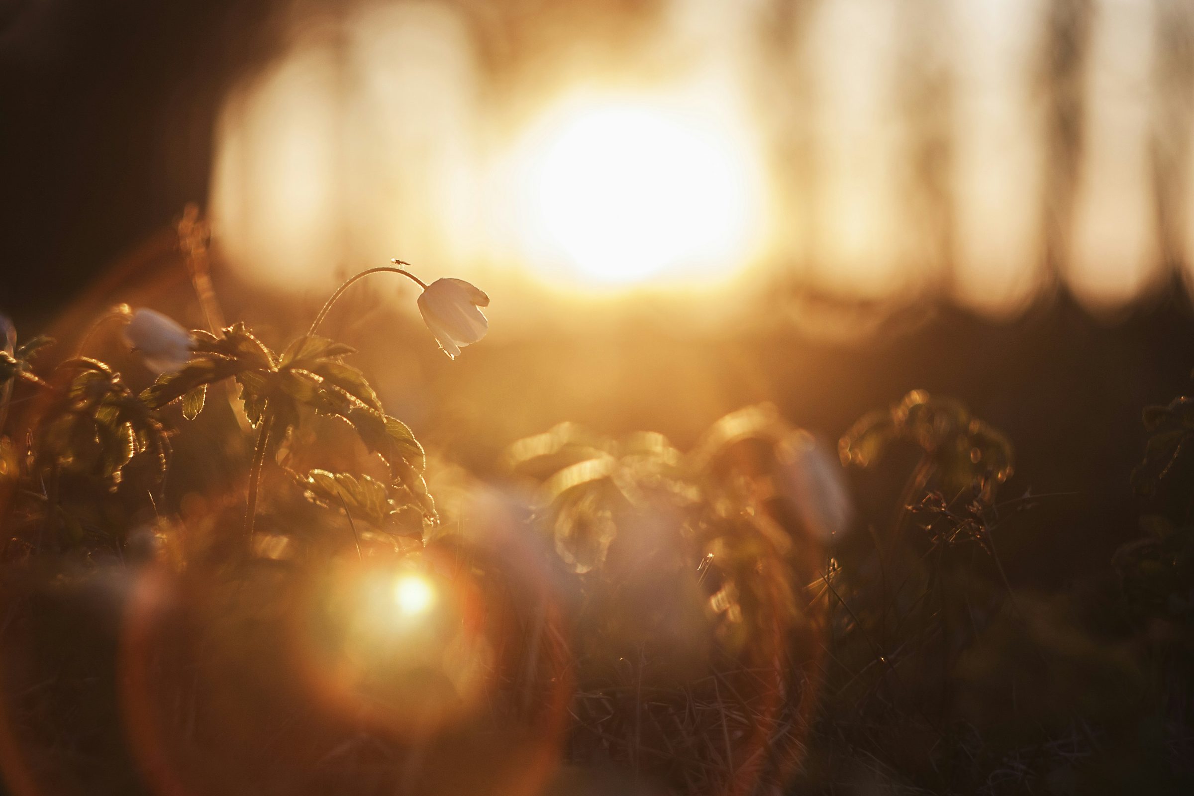 Garden at golden hour light