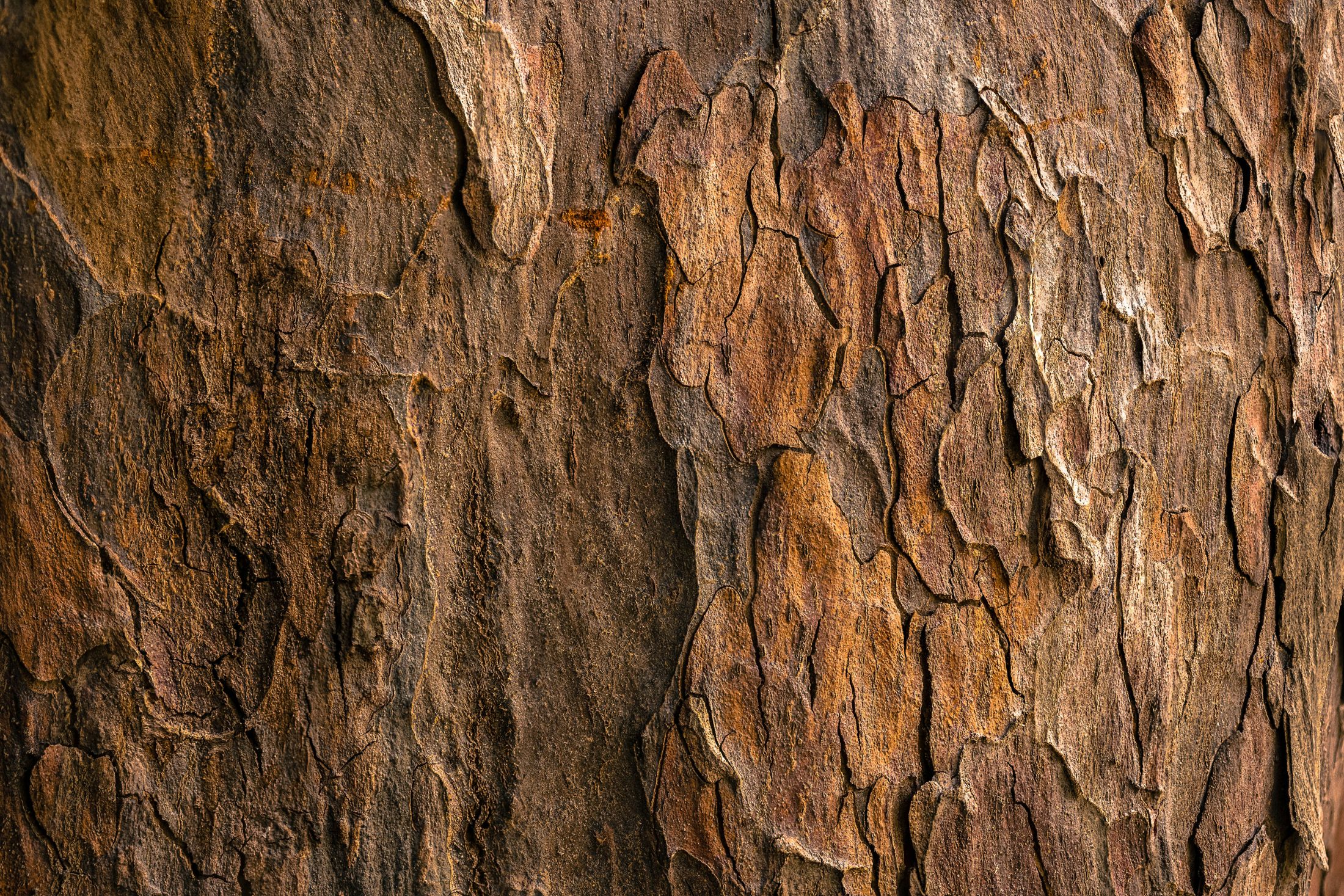 Old tree trunk — built on roots