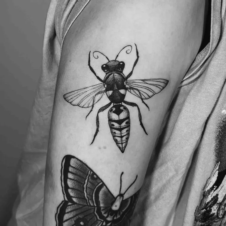 Fine line wasp and butterfly