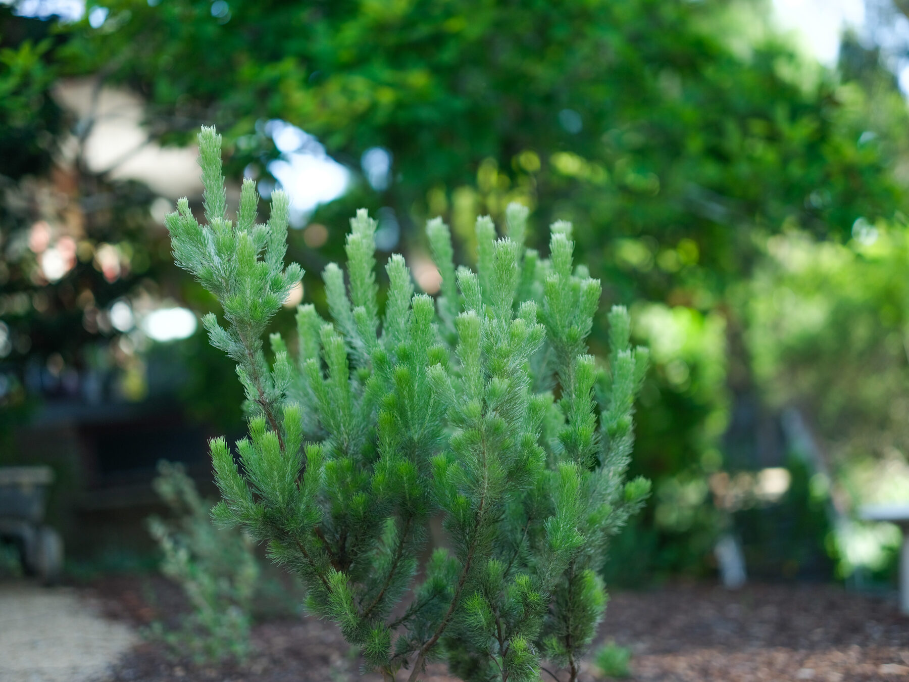 Green conebush shrub planted in a mulched garden bed