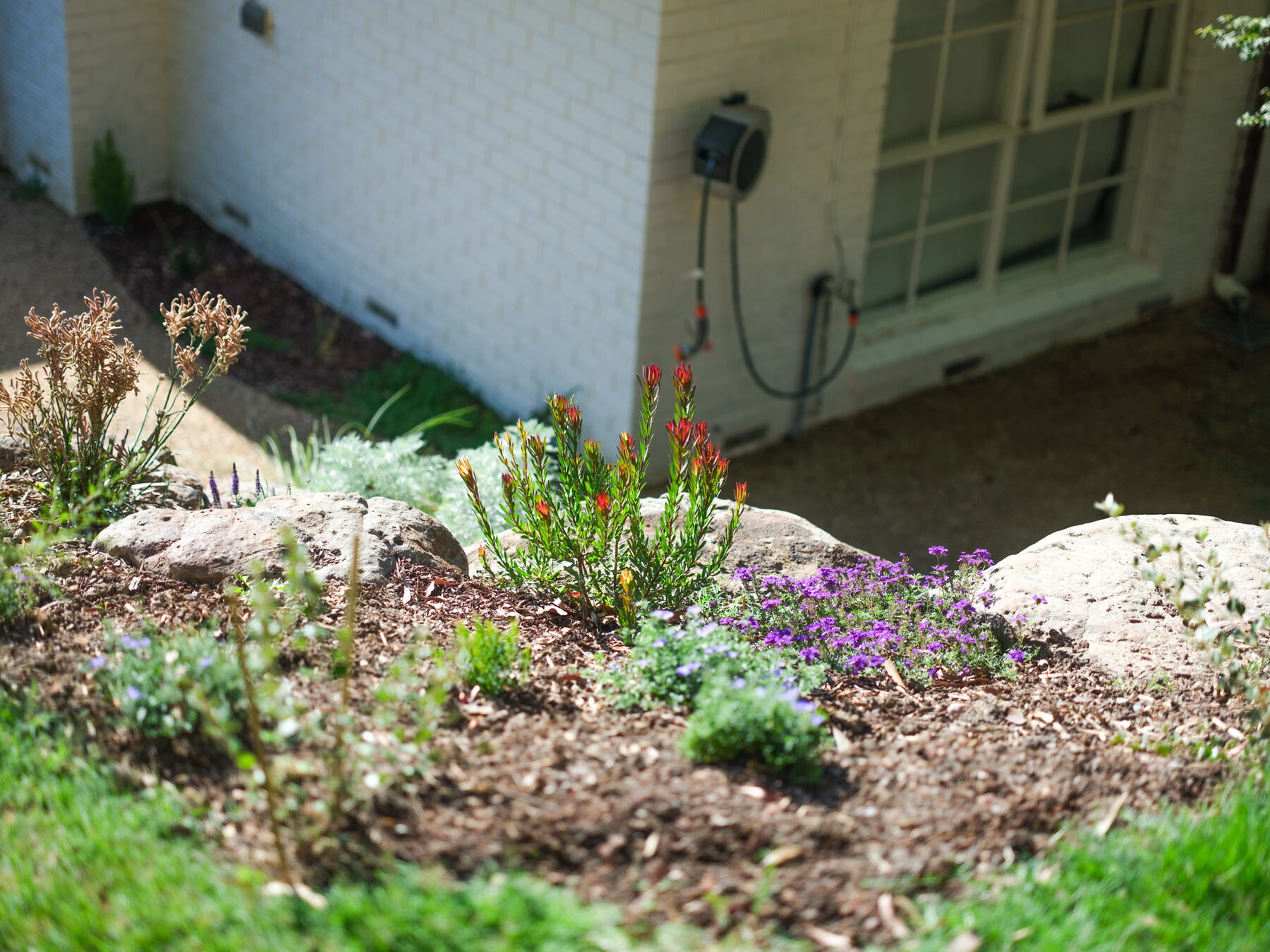 Native garden bed with leucadendron and flowering ground cover