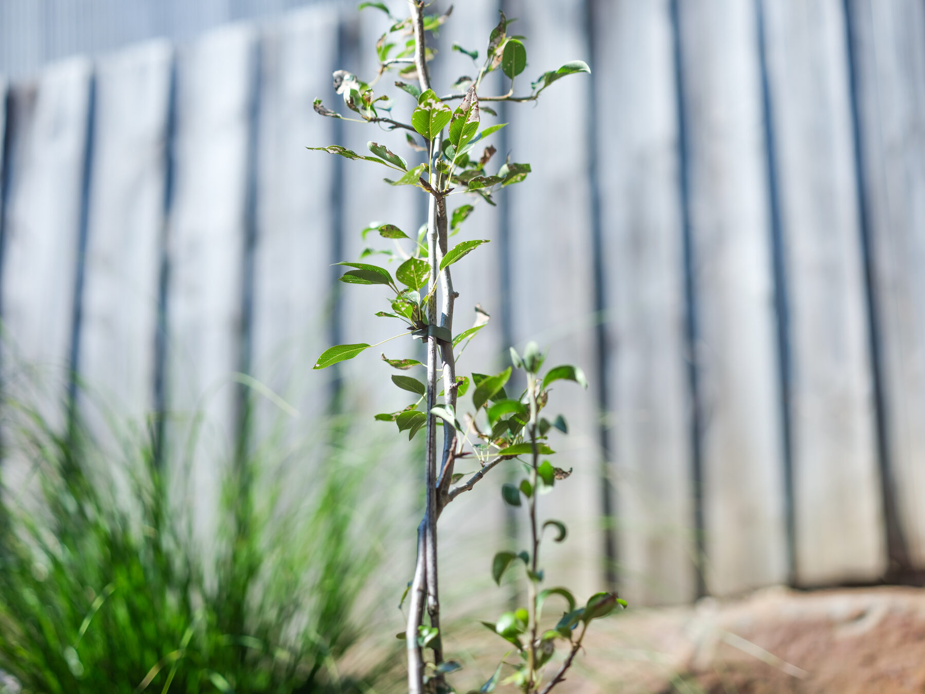 Young pear tree staked in a new garden bed