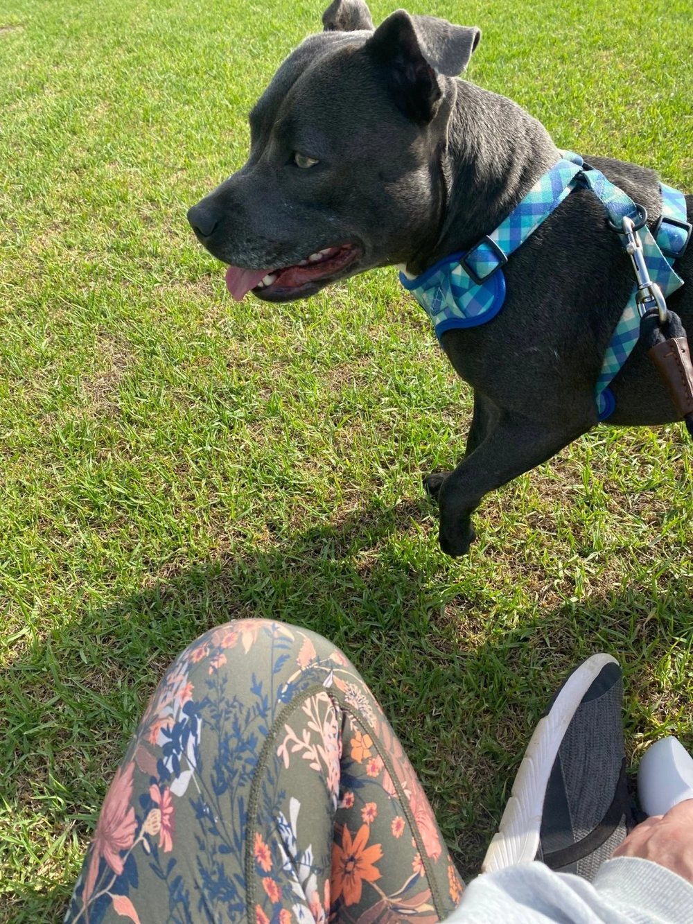 Lil Blue, the office dog