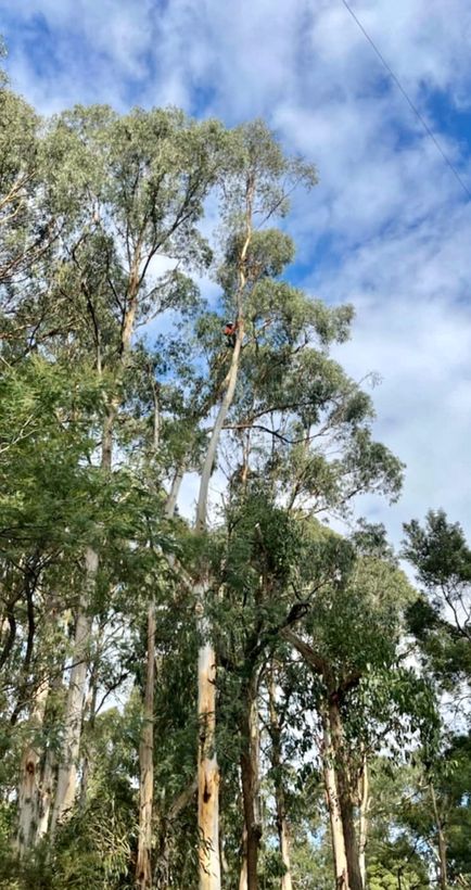 Tall eucalypt canopy against blue sky above a Melbourne property