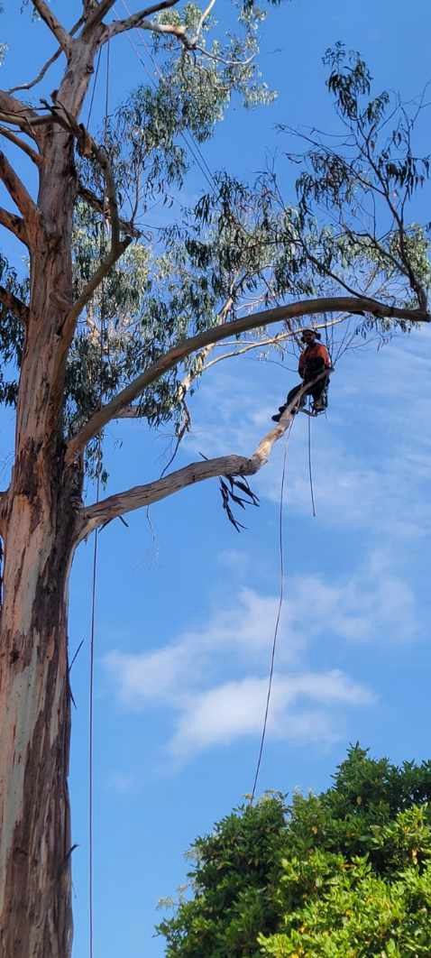 A Kanga Trees climber roped high in a eucalypt during a sectional dismantle
