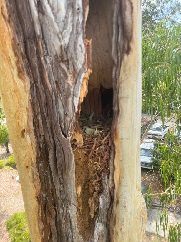 A split trunk showing a large hollow decay cavity inside