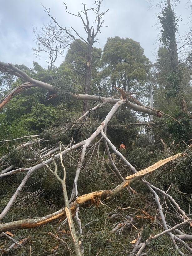 Large storm broken limbs lying across a property