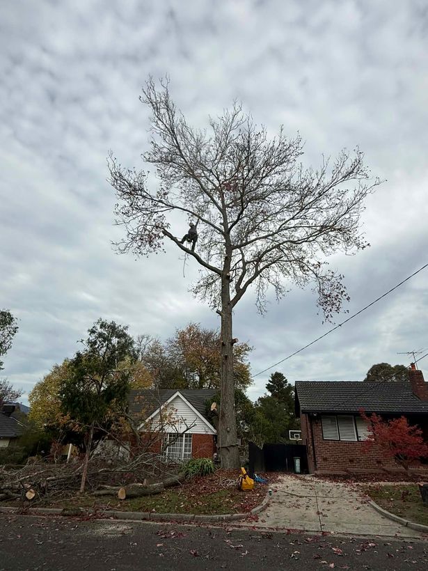 Bare dead tree beside a brick home being climbed and removed