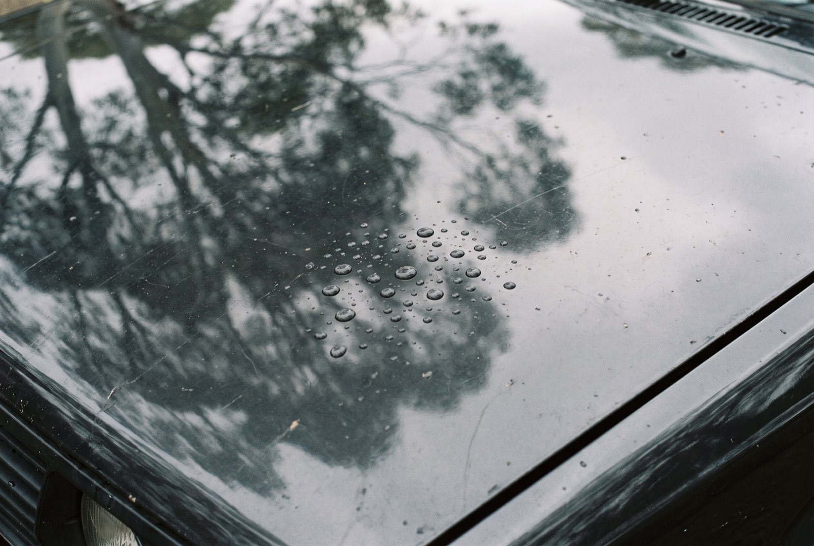 Water beading on a freshly washed dark bonnet with gum trees reflected in the surface