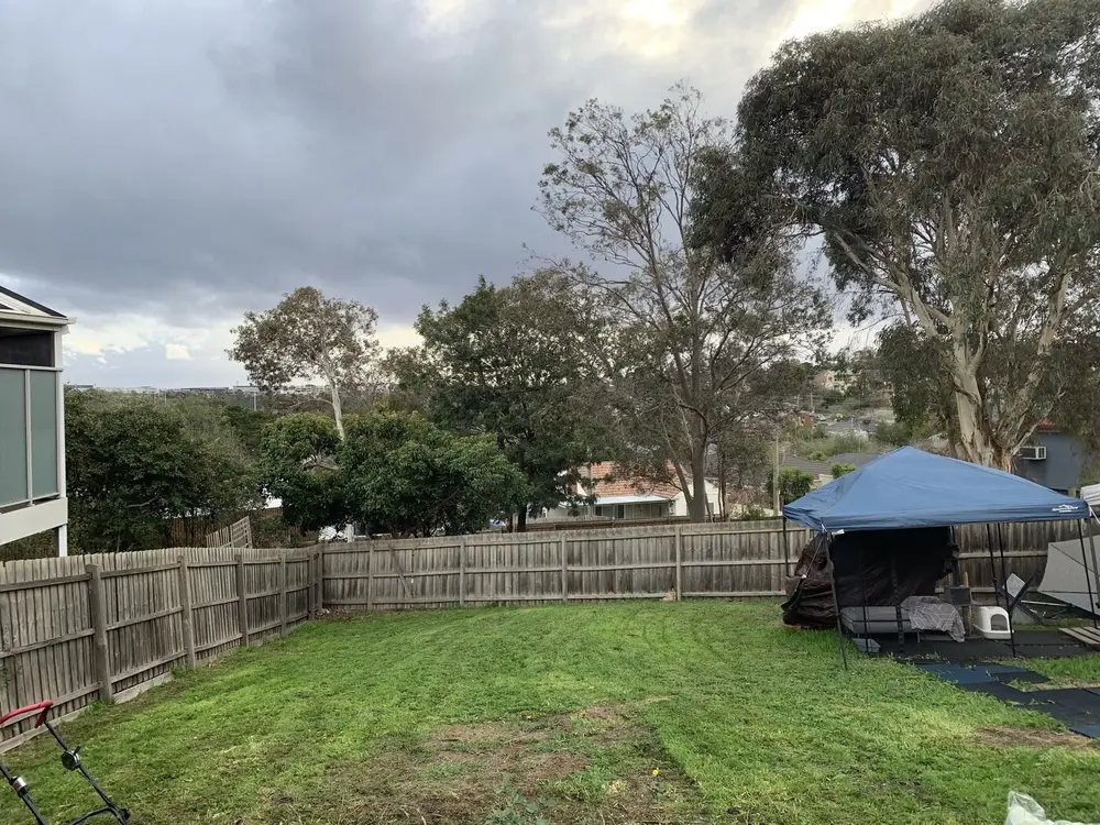 The same backyard mown short and even from fence to fence