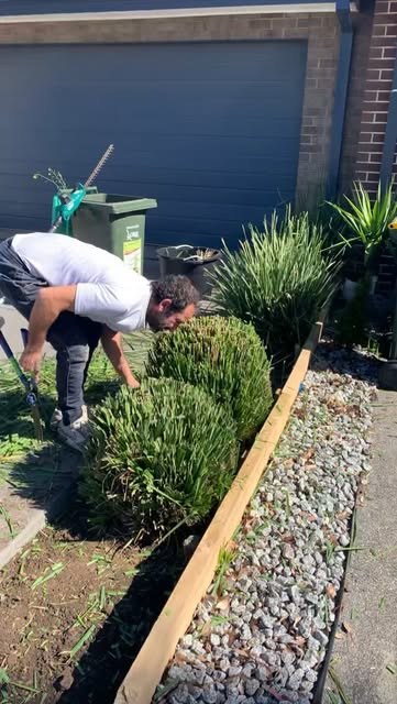 A gardener working a front garden bed around shaped shrubs