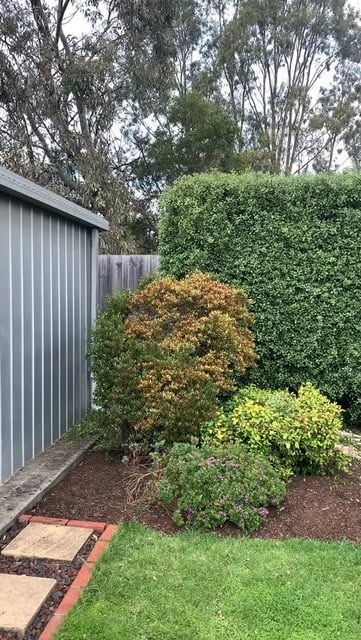 A side garden with a shaped conifer, red leafed shrub and fresh mulch