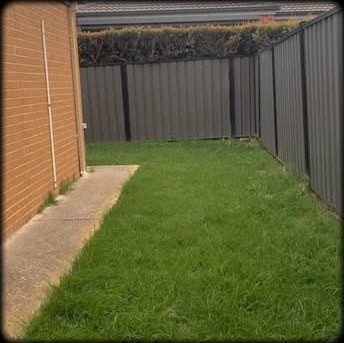 A narrow back lawn cut evenly between two fences