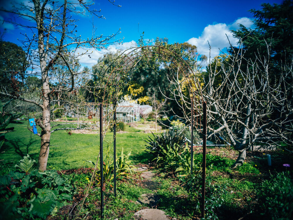 A garden arch and stepping stone path leading through the fruit trees to the glasshouse